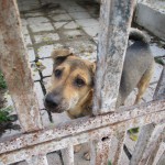 Rex bittet um eine Futter- Patenschaft