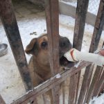 Rex möchte DANKE sagen!