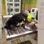 Gekämpft und doch verloren…