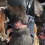 Einfach grauenvoll: 2 Rüden in Not …