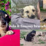 Jola & Sammy brauchen Hilfe !
